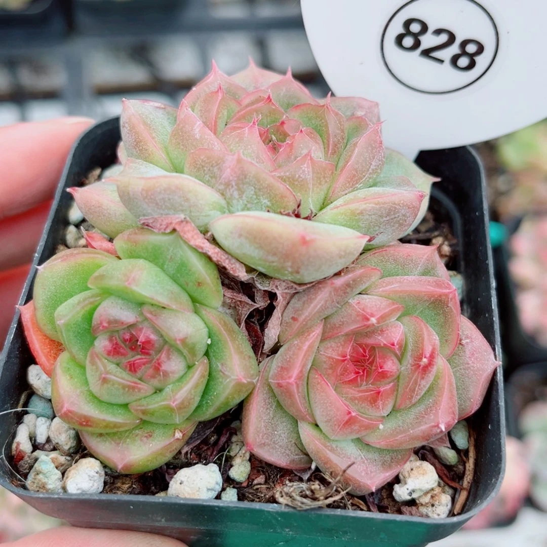 828号小老桩珍妮群