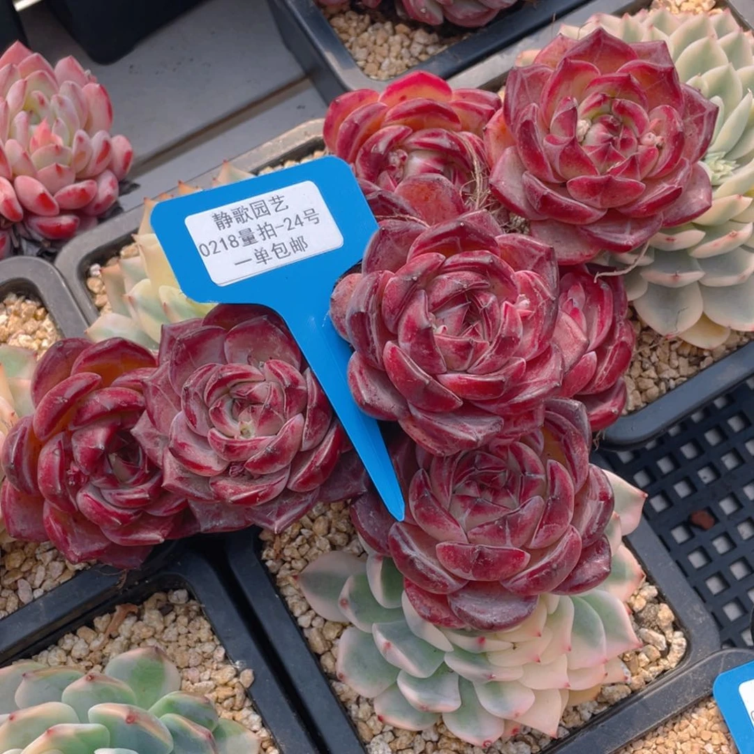 0218-24-全状态天花板夜魔侠福利一颗