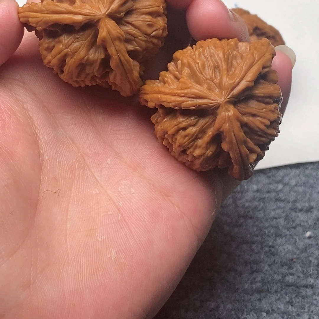 橄*情白狮子1111111111