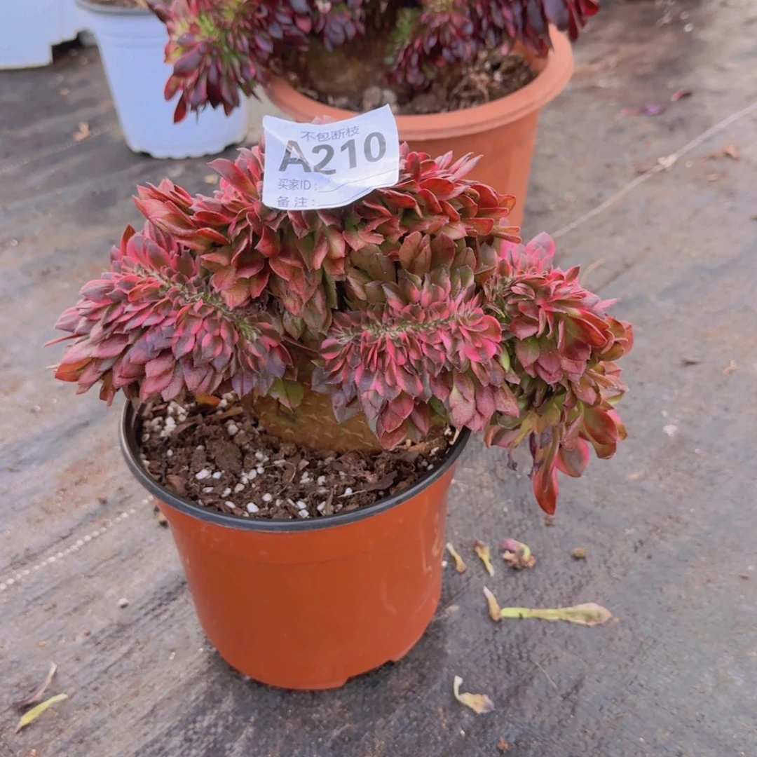 记**失精品多肉植物210