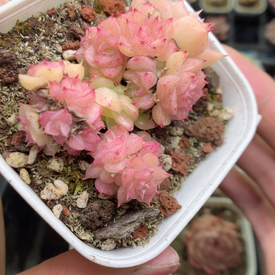 Q66y y y y y y y y