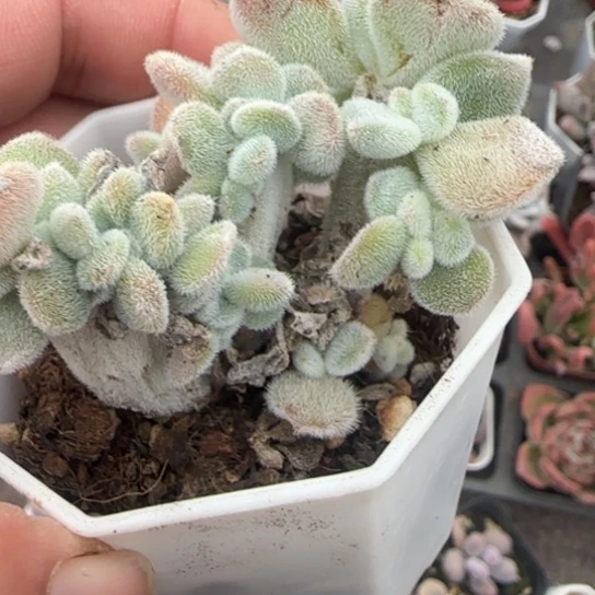 154雪晃星缀多肉植物多