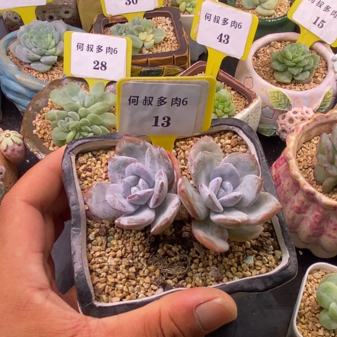 613老桩奶茶趴地双，精控
