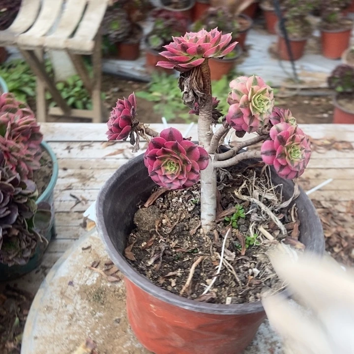 江***司B882分肤色美杜莎美杜莎