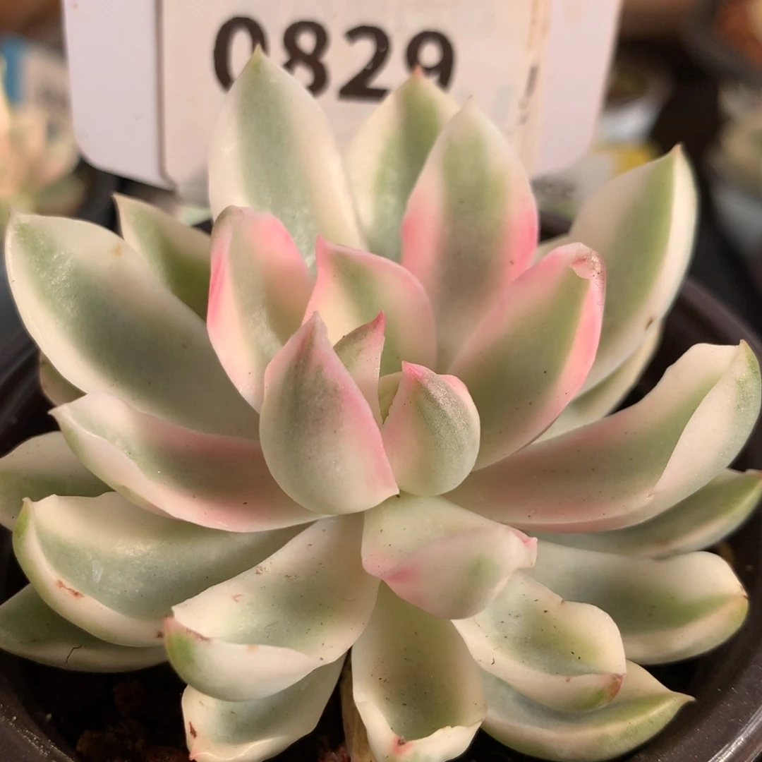 829琼斯哈哈哈哈哈哈说