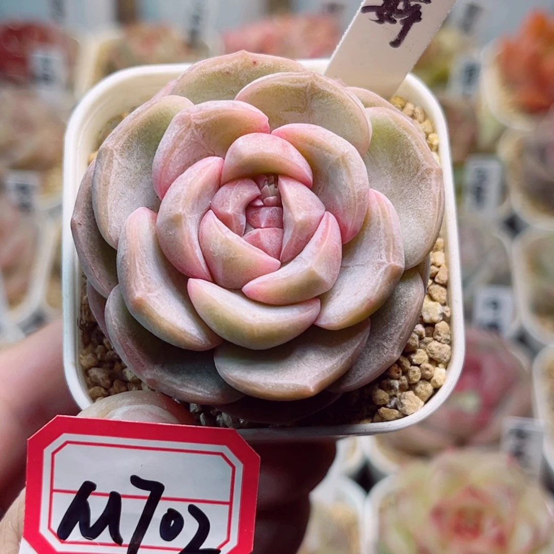 ?****?M702一物一拍 彩婷