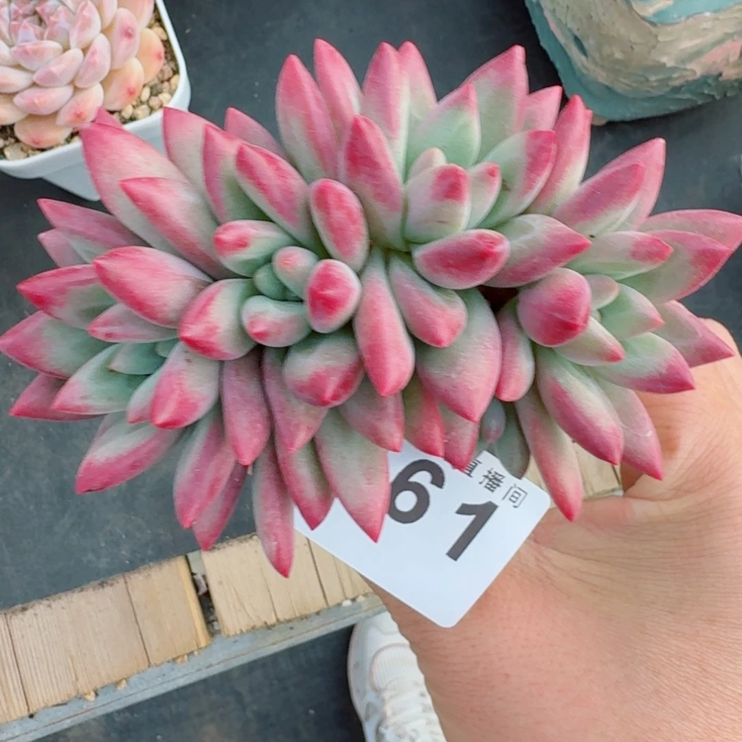 赫菲虞      愿你一路坦途，乘风破浪展宏图