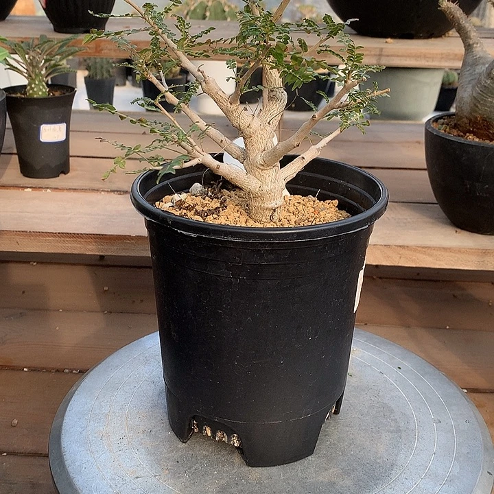 尼勒达88888888888