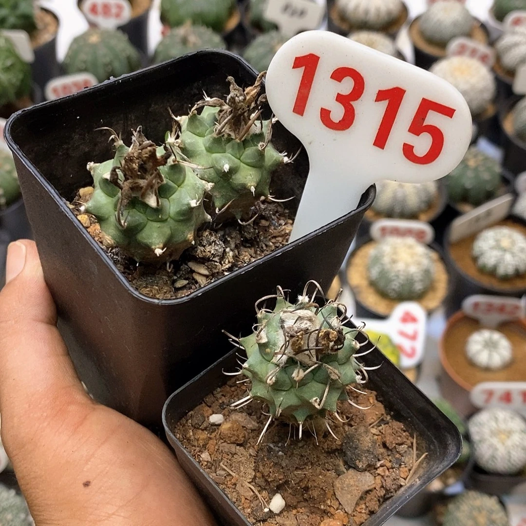夏***了1315处理了特价咯两个