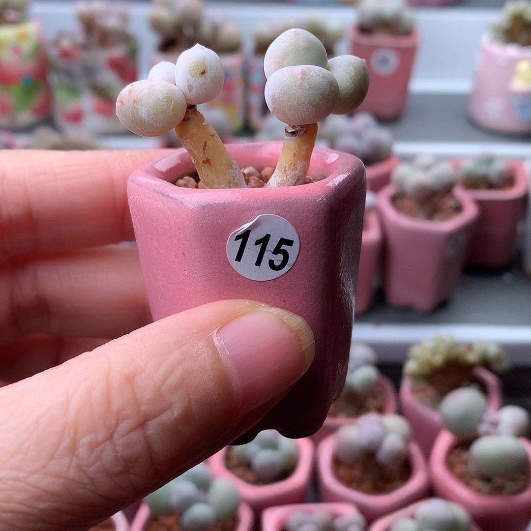 鸡蛋奶酪带盆发货