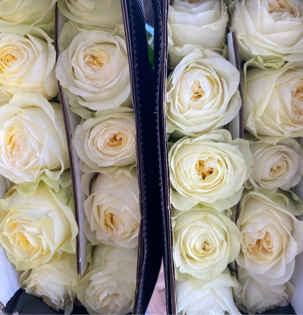 【测试品】全场任意两单顺丰冷链包邮，0度以下必拍保温棉！