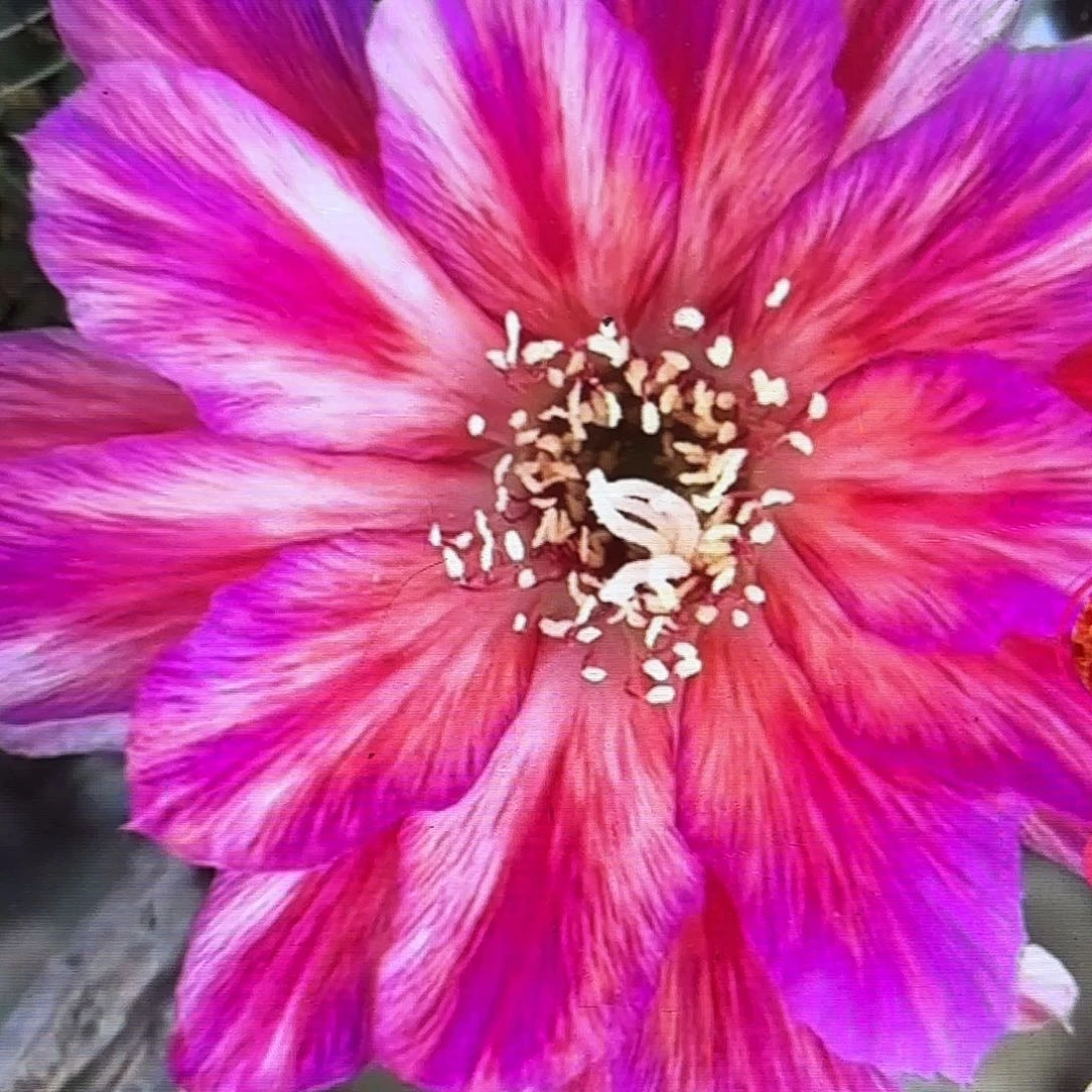 妩媚彩侧牙20包邮31