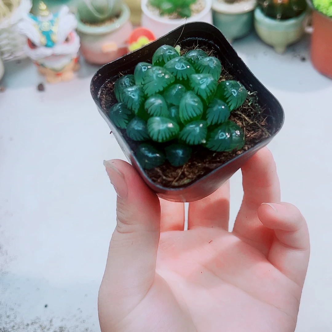 蓝镜冰灯玉露多肉植物