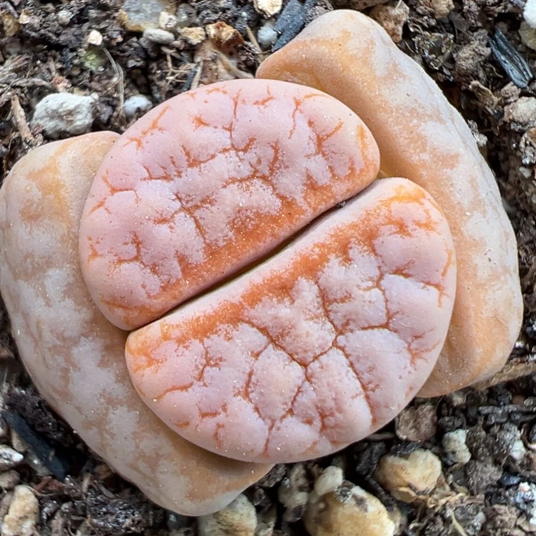 2.14好看的多肉518