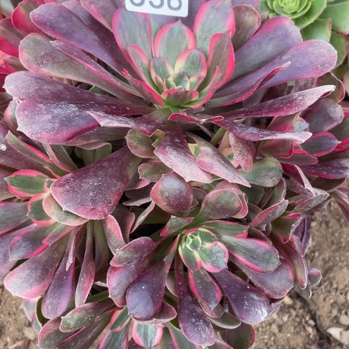 无花朵538对肉植物美杜莎