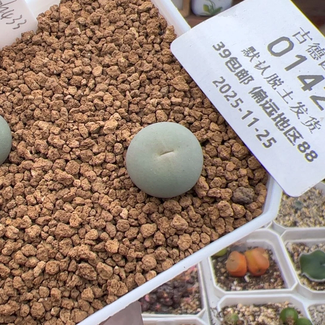 0142号 Sh433V 嘴多肉植物