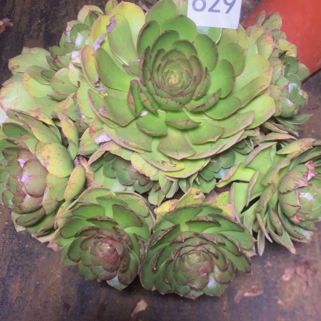 629万圣节拉丝多肉植物