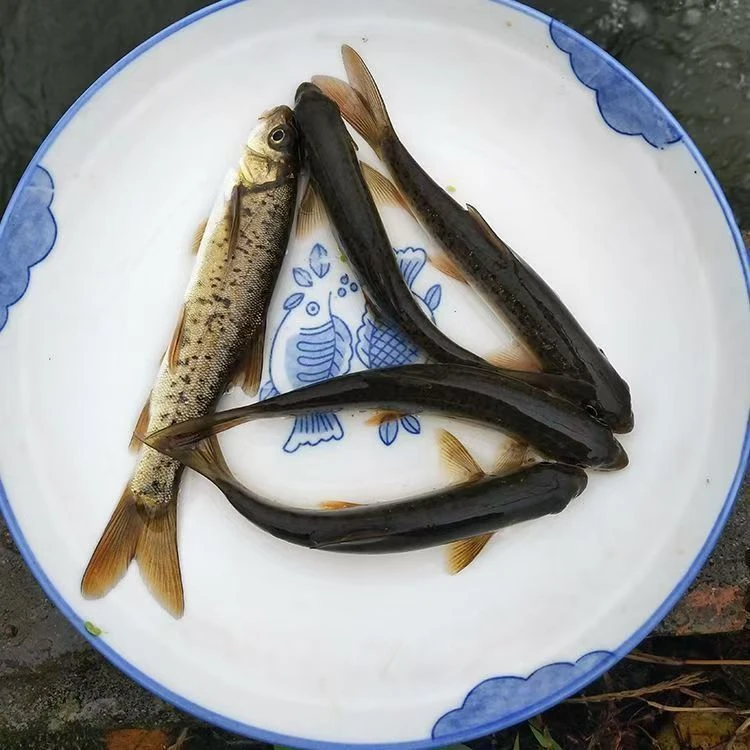 XG四川雅鱼   好养耐活  生态养殖