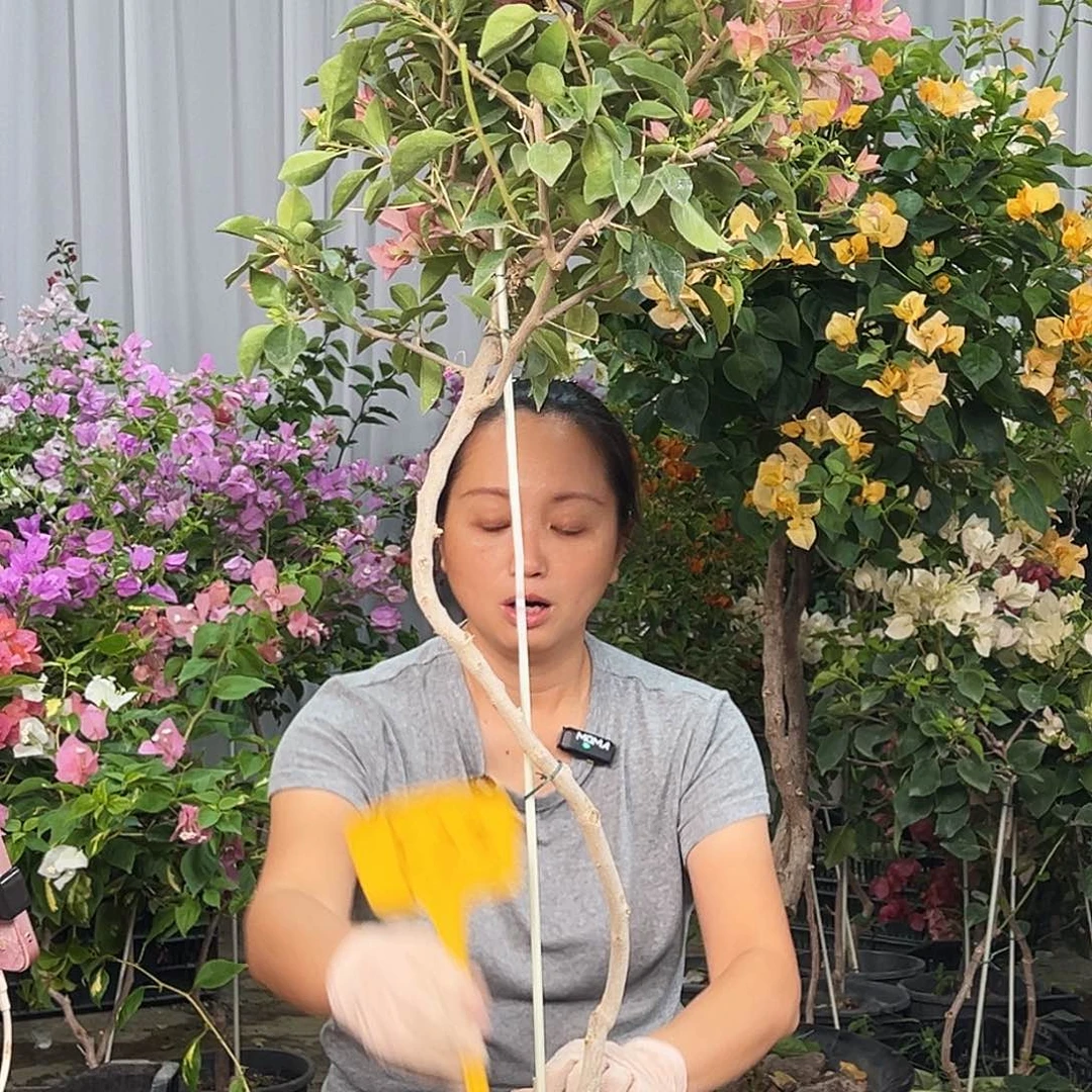 虹***活大部分花苞少量开放F23卡亚塔