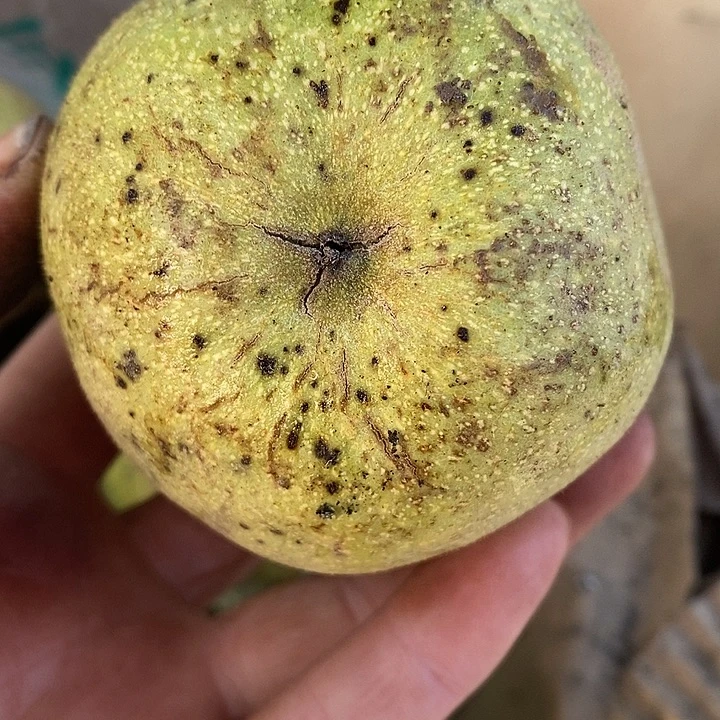 文玩核桃狮子头青皮