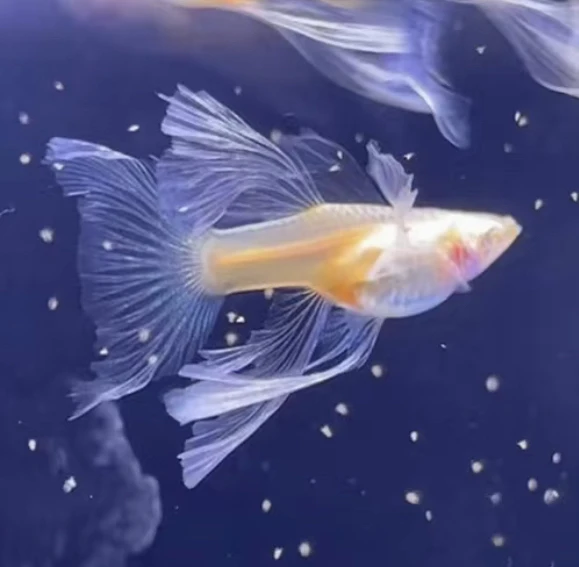蓝白绣球大C孔雀鱼