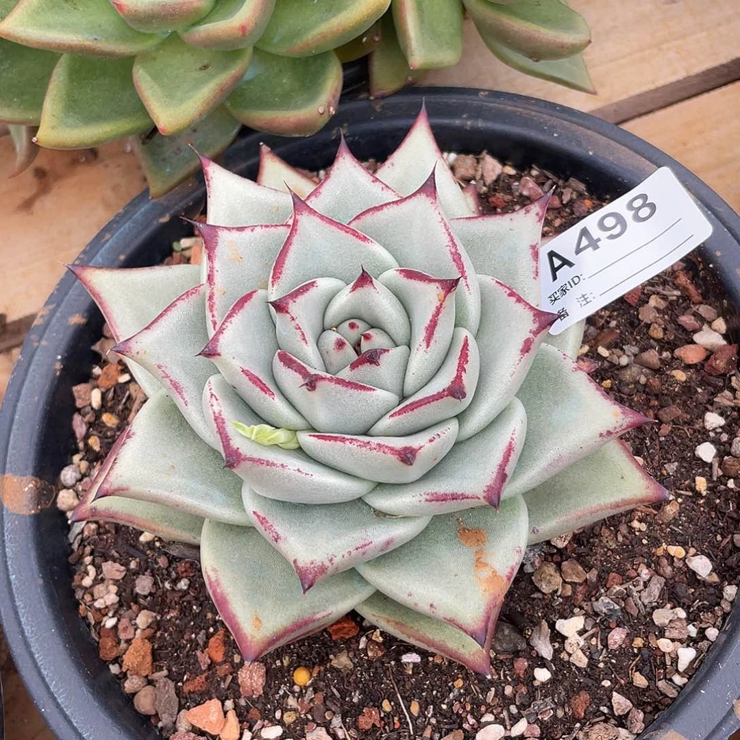 若如东云单拍A498