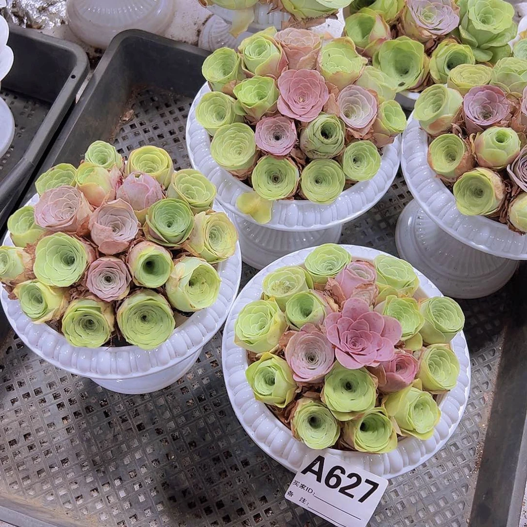 627拼好发货20颗起