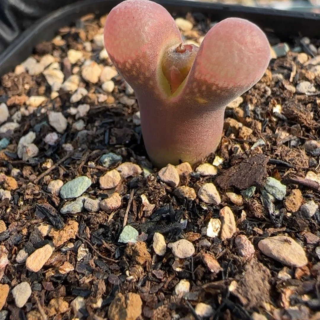 多肉植物鲑鱼粉特26号