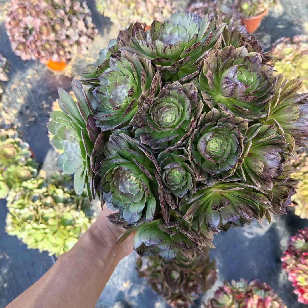 【万圣节黑拉丝】好看好养，多肉植物