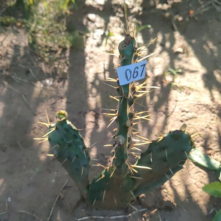 平***。黄大刺仙人掌2个066，067