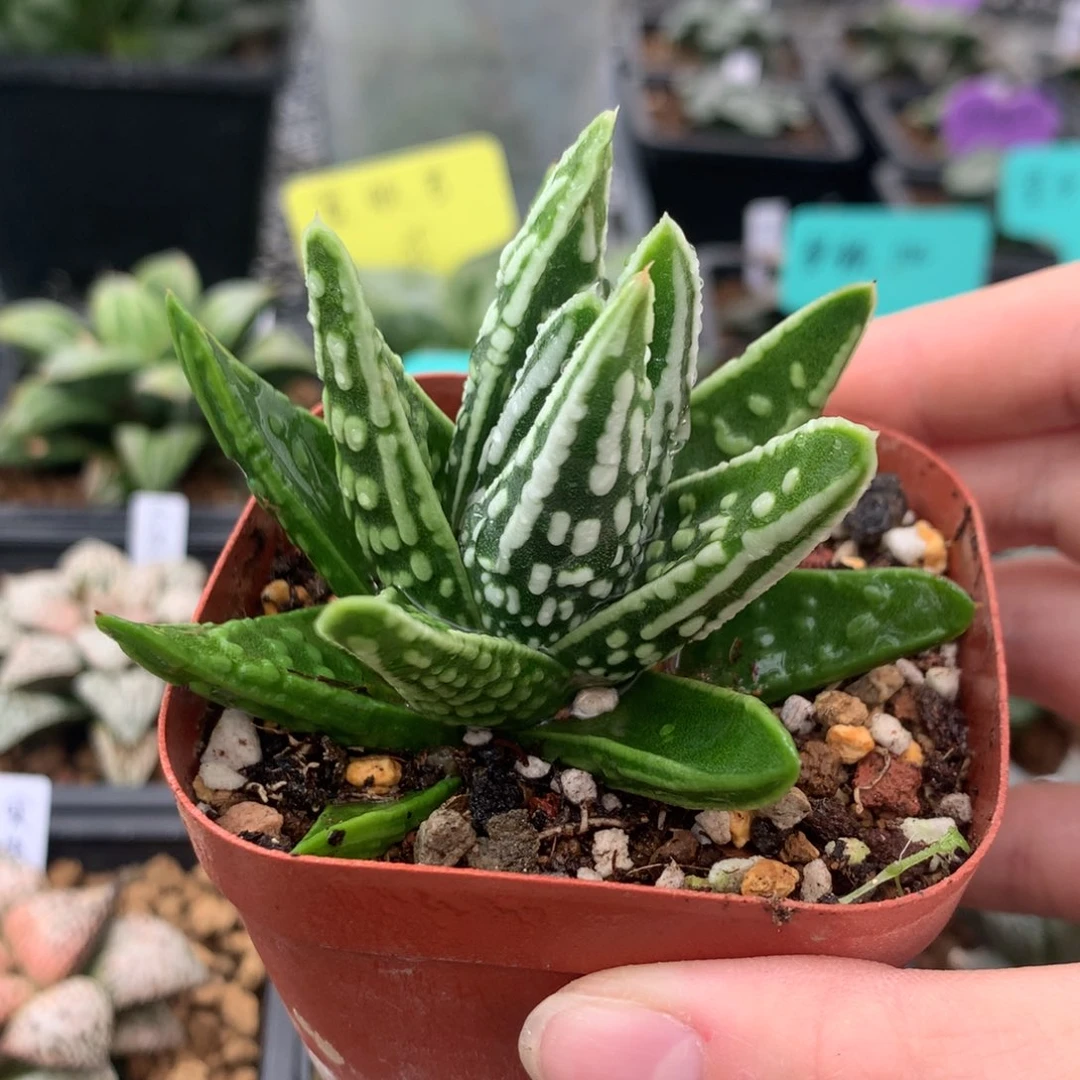 天使之泪一物一拍