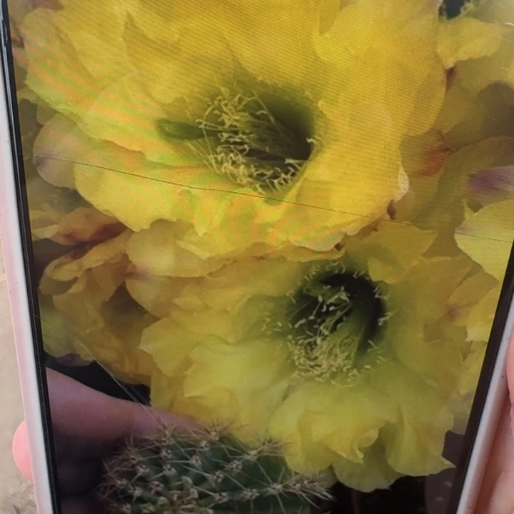 228彩草绿梦歪4公分左右无根侧牙，20包邮