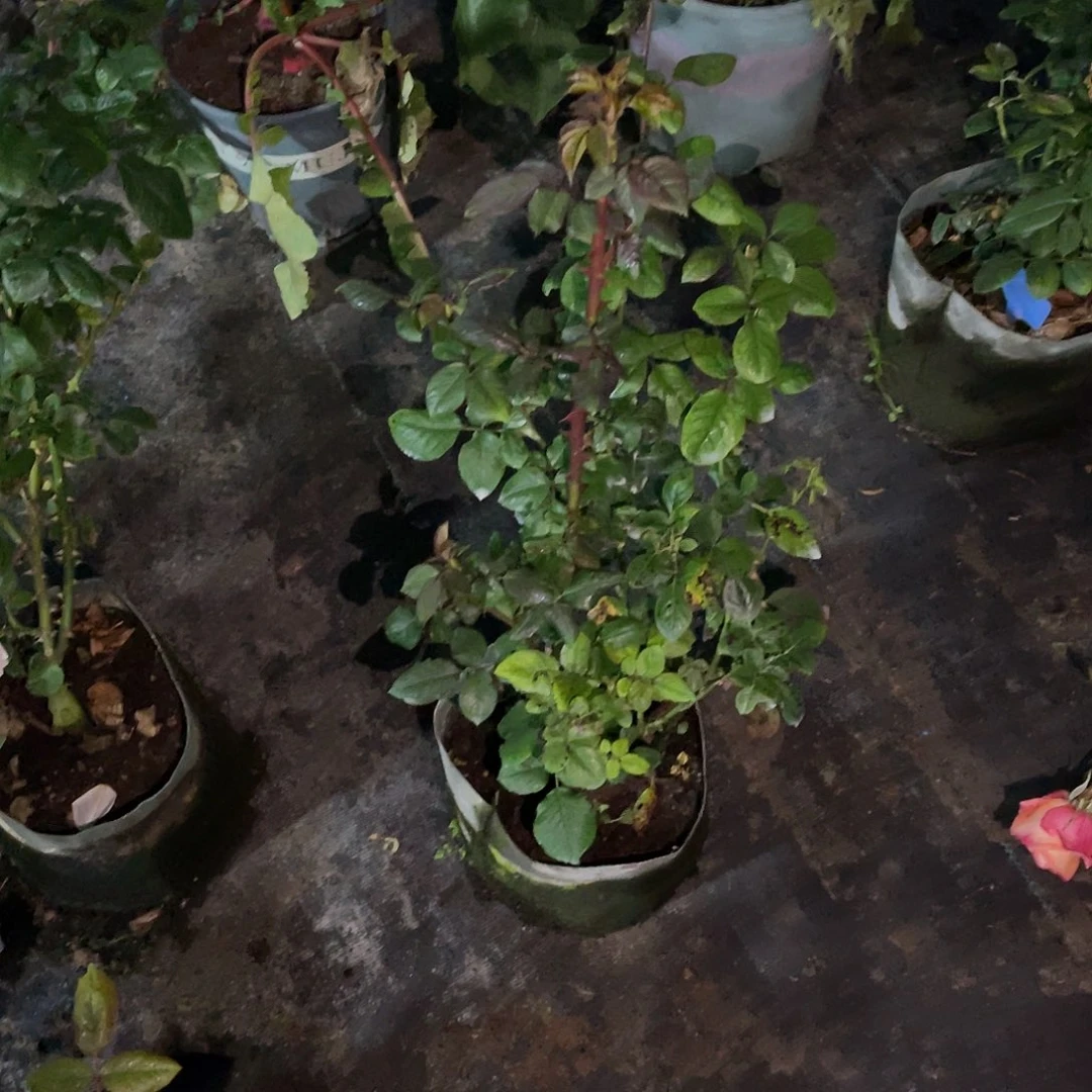 ****一无花朵——莫奈 filk 第二课