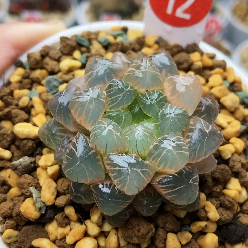 【闪购商品】我***久姬锦12