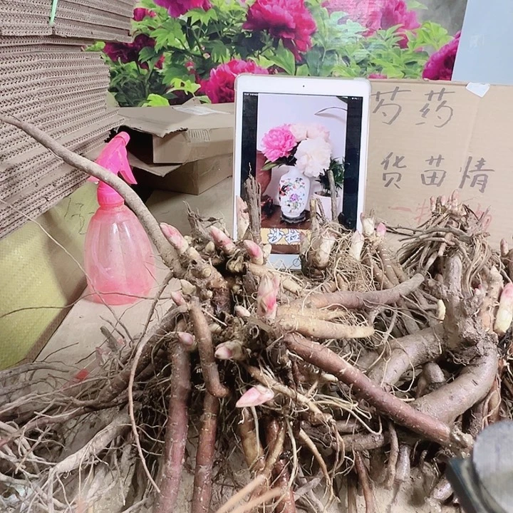 当前无花栽培后可以开花红富士