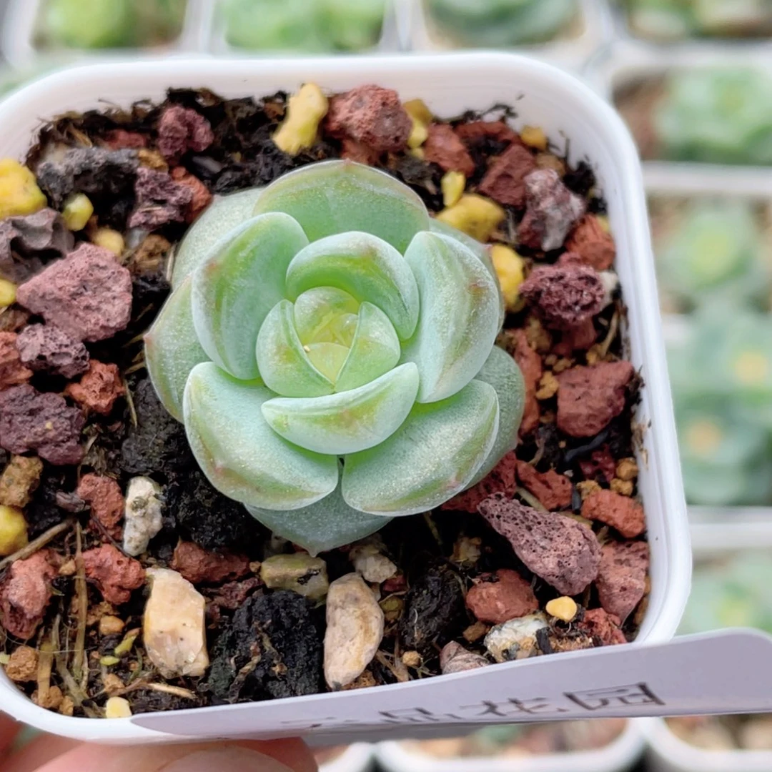 768号糖心冰心珍妮