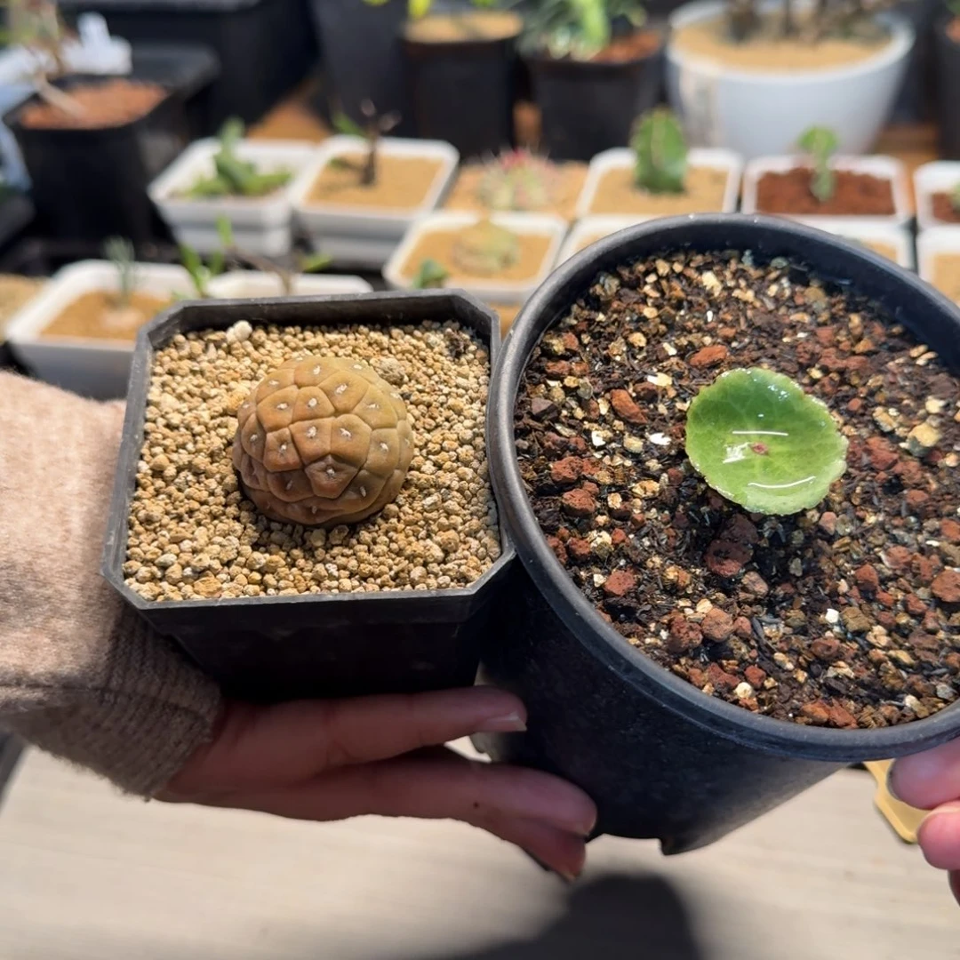 多肉植物福袋一物一拍