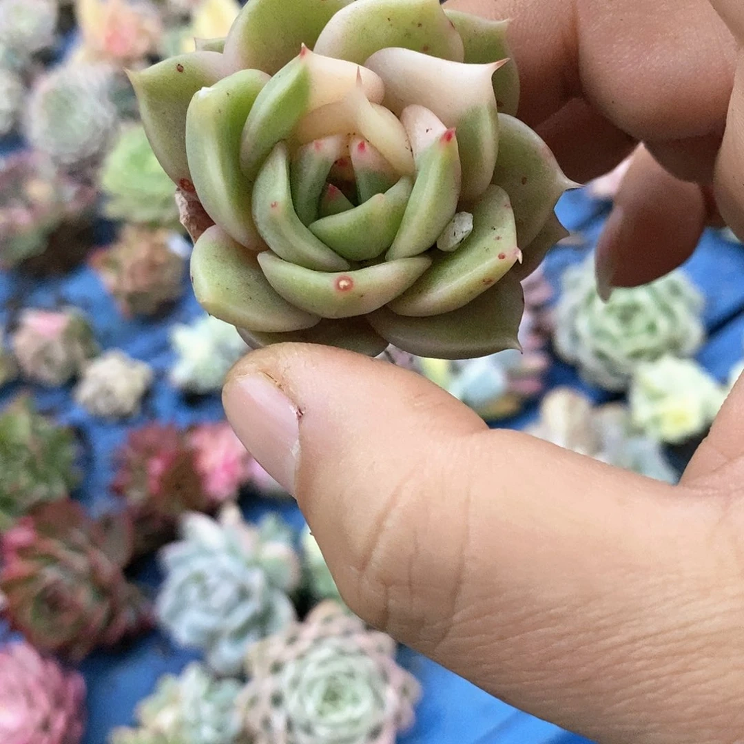 387贝加尔湖锦多肉植物哇啦塞