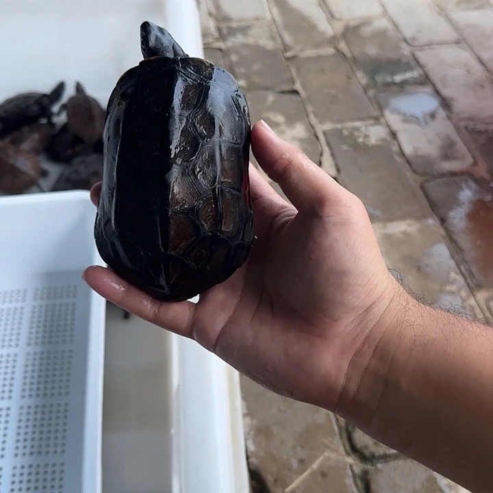 公宠物龟外塘冷水湖北草