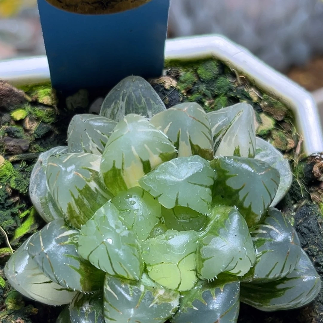 恭喜发财大吉大利0289