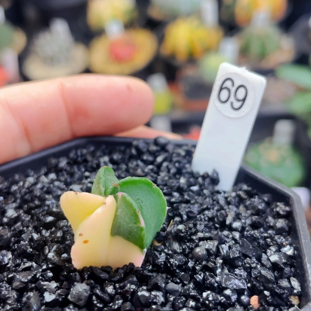 2cm 盆5公分满25包邮裸根发货