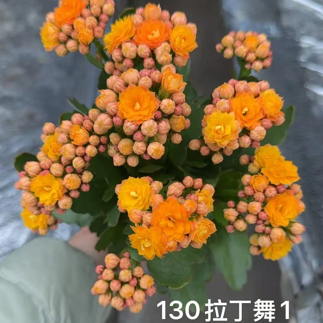 长寿花拉丁舞130大盆