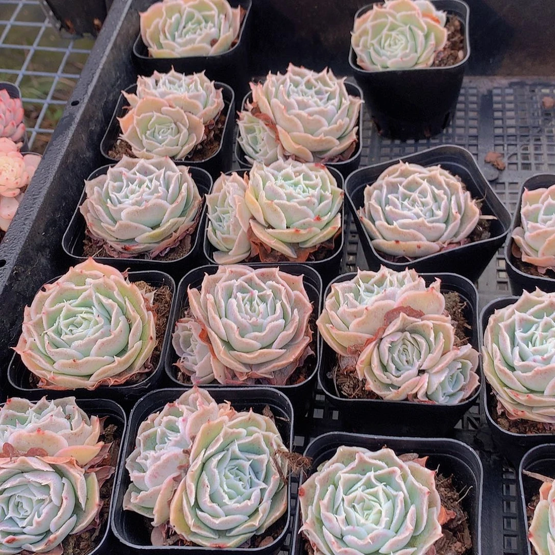 两颗蓝丝绒246789900000