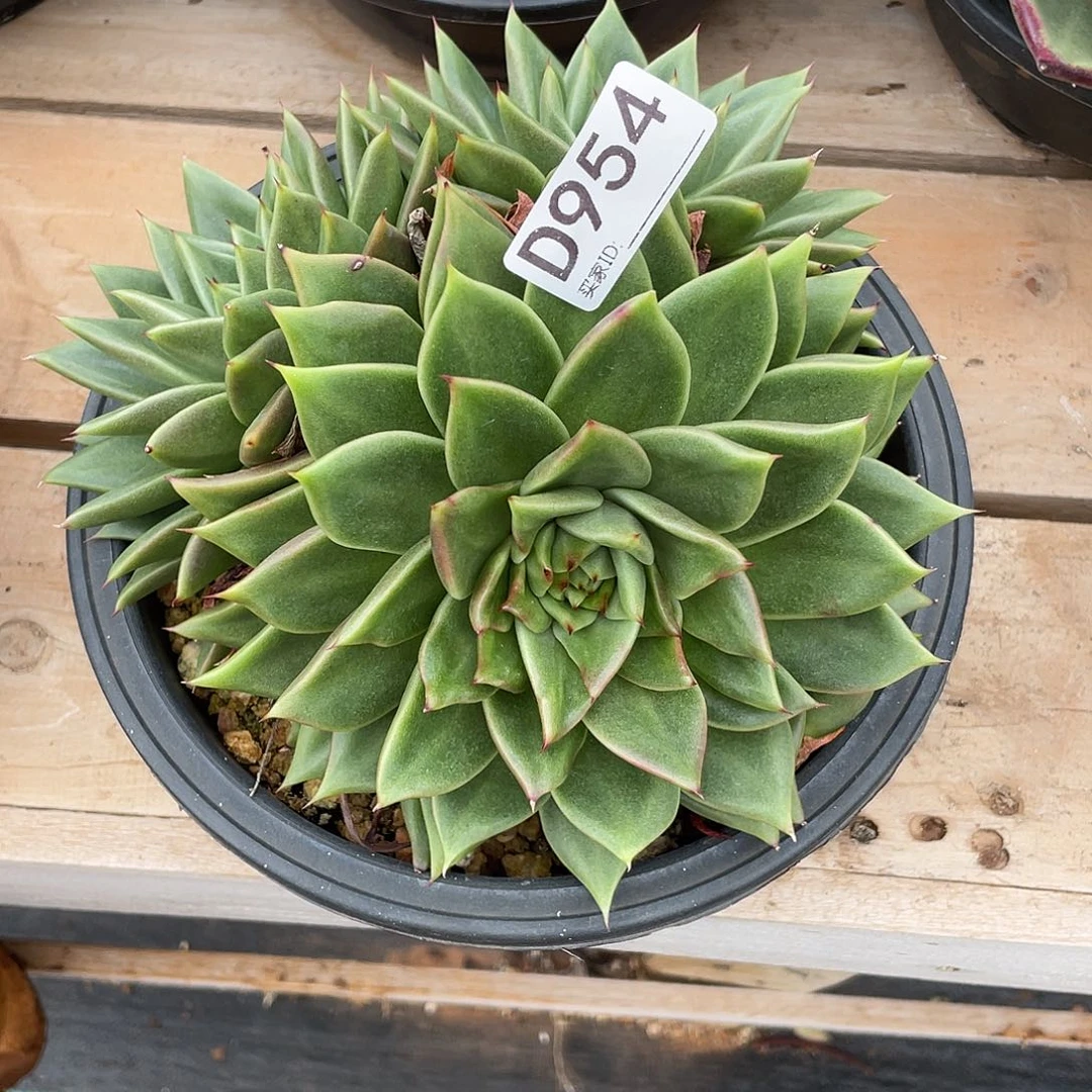 若如东云组拍D954