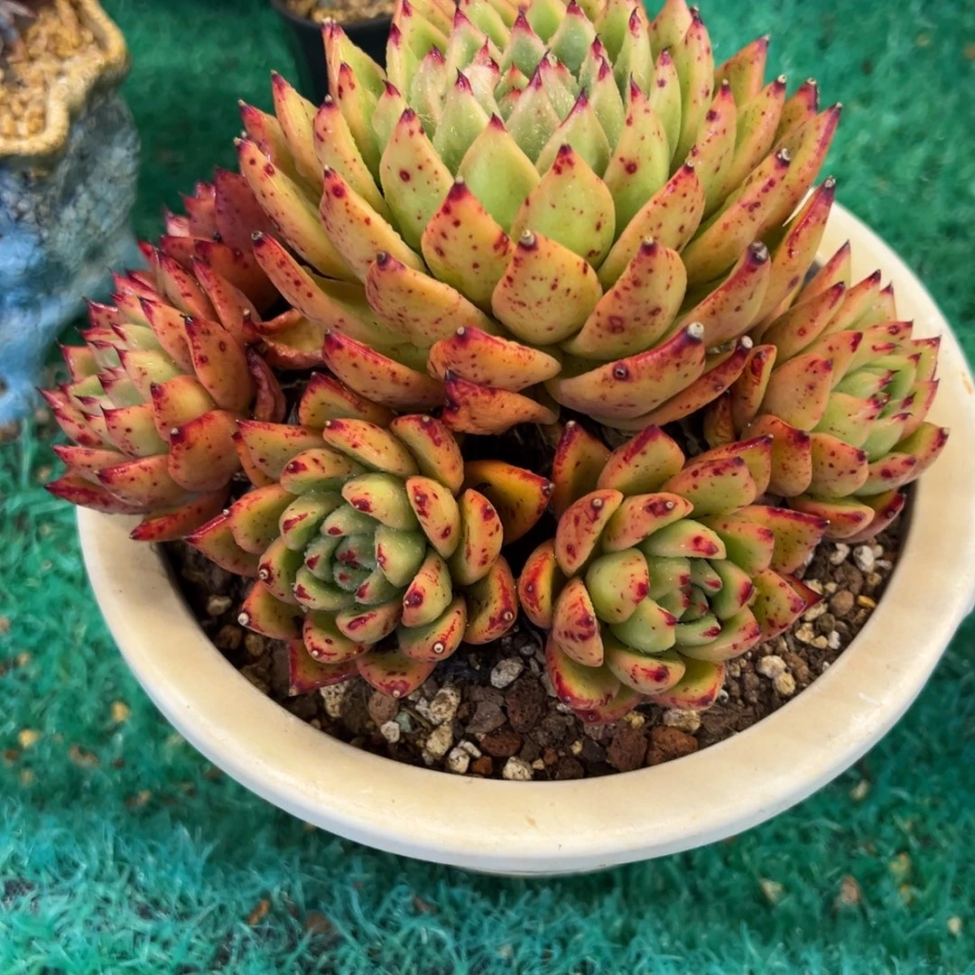 不知名，，， ，，，，，，，，，，，，，，