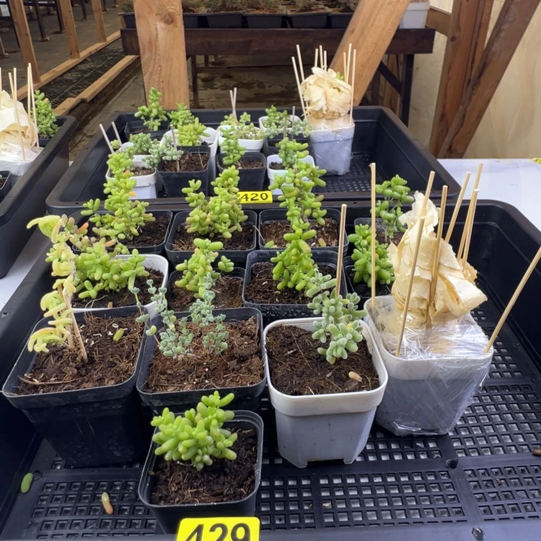 枝干番杏多肉植物429