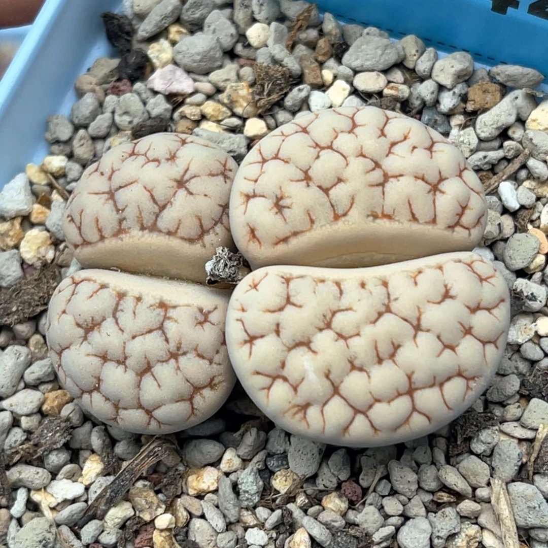 5544双头粗纹189一颗