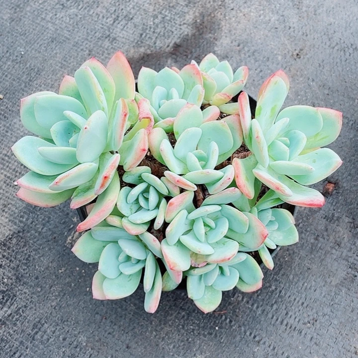 老桩控养白月光20