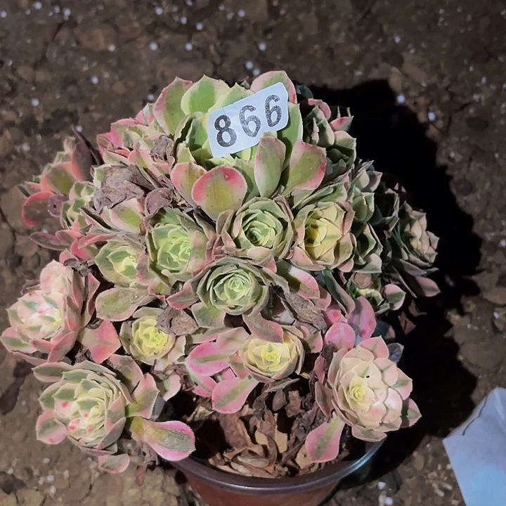 866妖月多肉植物不售后