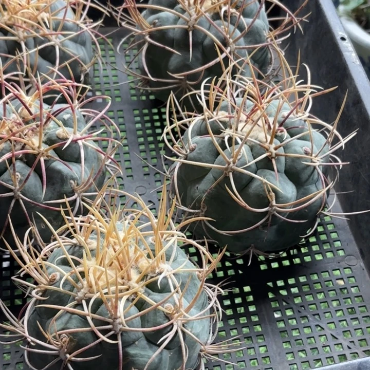 无根高木绯冠龙个大